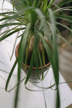 Close-up view of a potted Ponytail Palm (Beaucarnea recurvata) with long green leaves.